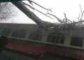 Diterpa Hujan Angin, Pohon Tumbang Timpa Atap Masjid di Pamulang