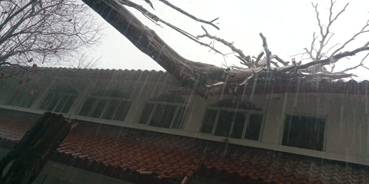 Diterpa Hujan Angin, Pohon Tumbang Timpa Atap Masjid di Pamulang