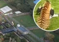 Horor di Kebun Binatang Inggris! Pria Tewas Diterkam Harimau, Pengunjung Dievakuasi