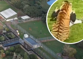 Horor di Kebun Binatang Inggris! Pria Tewas Diterkam Harimau, Pengunjung Dievakuasi