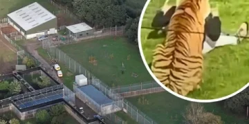 Horor di Kebun Binatang Inggris! Pria Tewas Diterkam Harimau, Pengunjung Dievakuasi