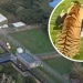 Horor di Kebun Binatang Inggris! Pria Tewas Diterkam Harimau, Pengunjung Dievakuasi
