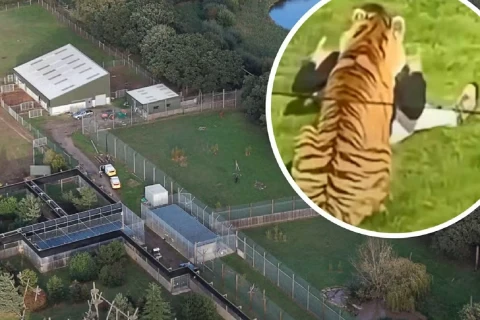 Horor di Kebun Binatang Inggris! Pria Tewas Diterkam Harimau, Pengunjung Dievakuasi